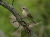 Barred Warbler  juv. (Ястребогушо коприварче) ; comments:7