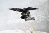 (Corvus corax) ; comments:5