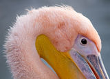 Розов пеликан ; comments:3
