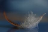 feather ; comments:25