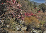 Рододендронова гора  или пролет по Хималайски ; comments:16