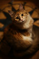 Cappucino Cat ; comments:9