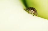 Jumping Spider ; comments:20