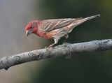 house finch ; comments:17