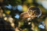 Врабчова кукумявка / Pygmy Owl ; comments:56