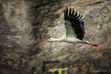 my first stork in this year ; comments:9