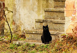 Портрет на черно коте ; comments:17