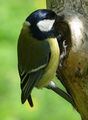 Parus major ; comments:8