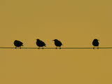 Corsican musical birds - variation on a melody .... ; comments:13