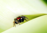 jump spider ; comments:12