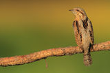 Eurasian Wryneck ; comments:13