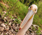 Pelecanus Onocrotalus ; comments:3