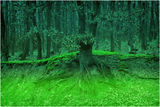 ...Зелена светлина в моята гора... ; comments:8