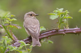 Сива мухоловка, Muscicapa striata ; comments:21