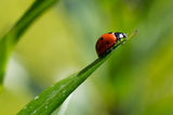 Coccinelle ; comments:8