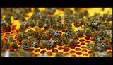 Имам си пчелички ; comments:10