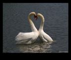 Swan couple 2 ; comments:15