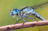 Damselfly ; comments:15