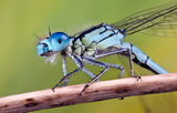 Damselfly ; Коментари:15