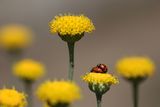 For flowers and ladybirds ; Коментари:22