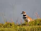 Charadrius vociferus ; comments:19