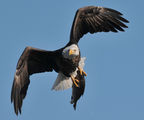 Bald Eagle ; comments:25