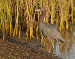 Little Blue Heron, Egretta caerulea ; comments:20