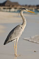 Grey heron (Сива чапла) ; comments:15