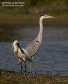 Лопатарка (Platalea leucorodia), Сива чапла (Ardea cinerea). ; comments:7