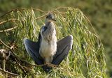 Сива чапла (Ardea cinerea) ; comments:11