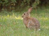 Див заек (Lepus europaeus)-младеж ; comments:15