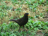 Кос/Turdus merula ; comments:7