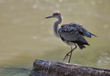 Сива чапла (Ardea cinerea) ; comments:14