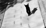 Черна котка,бели плочки :) ; comments:11