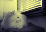 Котешки размисли за птичките , мушичките и всичко извън обсега на климатика ... ; comments:1