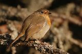 Червеногръдка (Erithacus rubecula ) ; comments:12