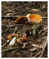 Amanita muscaria ; comments:4