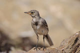 Бяла стърчиопашка-млада(Motacilla alba) ; comments:4