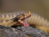 Nose-horned Viper ; comments:47