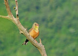 Ortolan Bunting ; comments:13