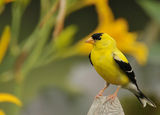 goldfinch ; comments:24