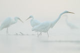 herons in the fog ; comments:16