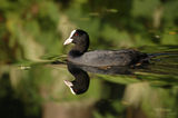 Лиска (Fulica atra) ; comments:20