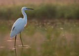 Малка бяла чапла (Egretta garzetta) ; comments:15