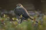 Бяла стърчиопашка-млада(Motacilla alba) ; comments:9