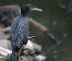 Голям корморан(Phalacrocorax carbo) ; Коментари:7