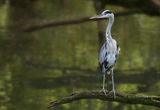 Сива чапла (Ardea cinerea) ; comments:17