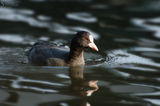 Лиска (Fulica atra)-залезно ; comments:3