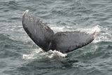 Atlantic Right Whale ; comments:2