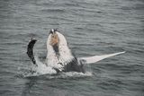 Atlantic Right Whale ; comments:5